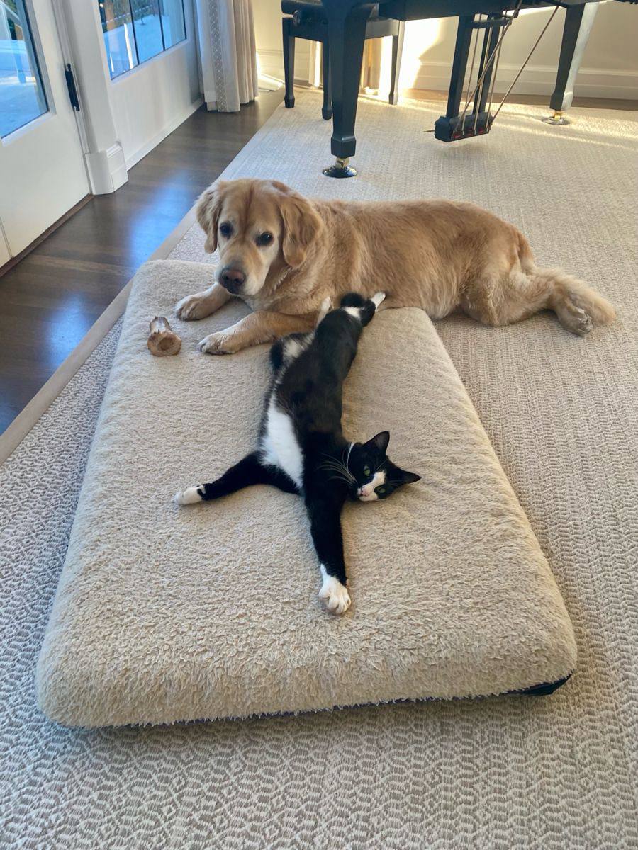 Pet-Friendly Living