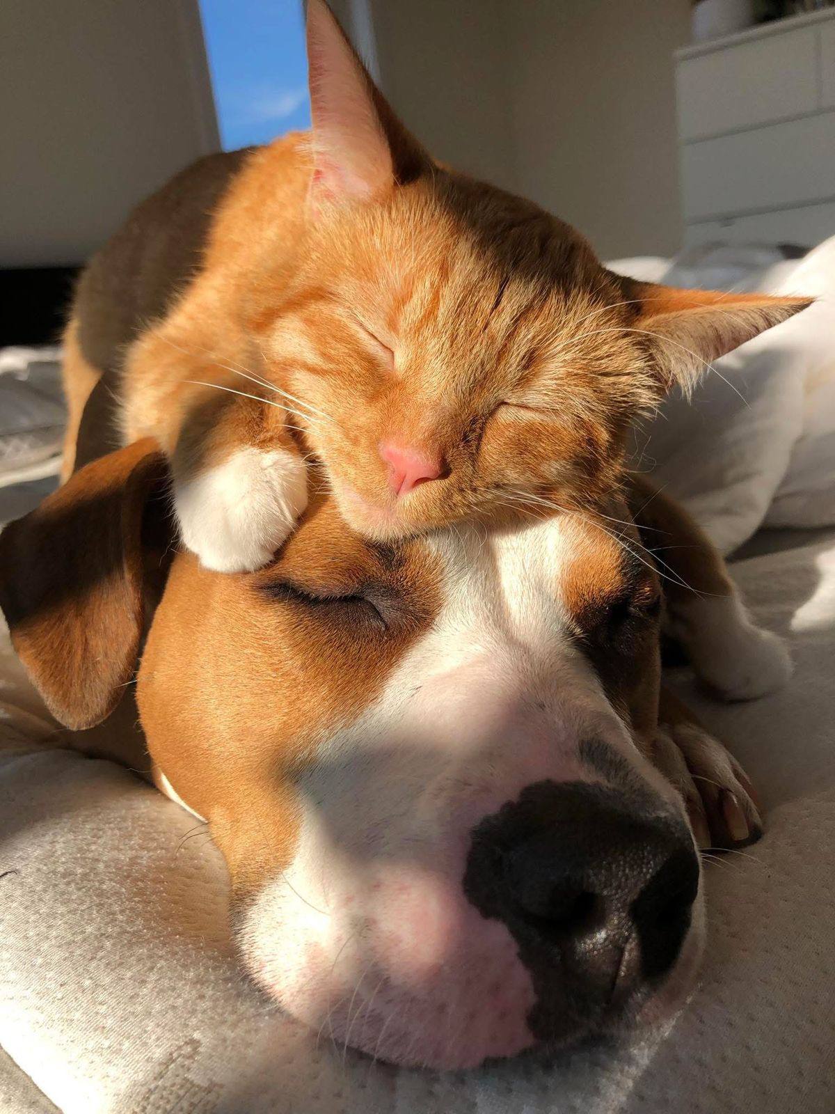 Pet friendly community - cat and dog cuddling